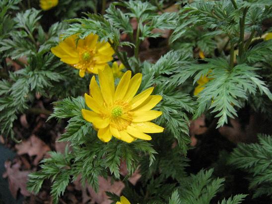 Adonis amurensis 