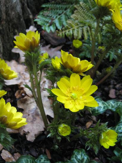 Adonis amurensis 