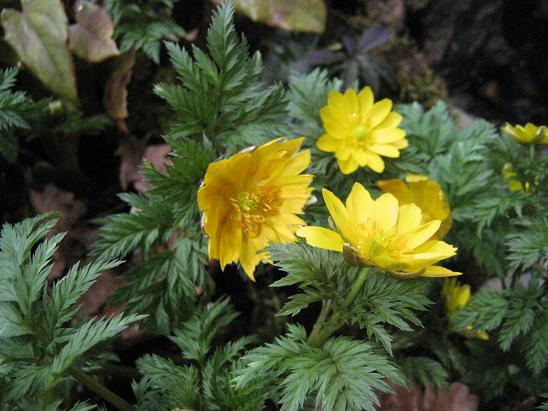 Adonis amurensis 