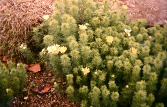 Adonis vernalis 