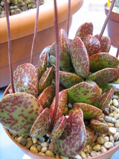 Adromischus alstonii 