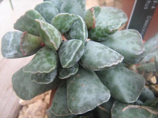 Adromischus cooperi 