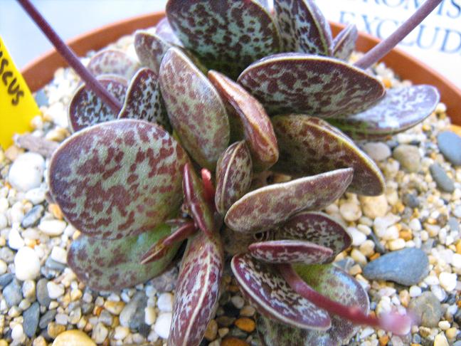 Adromischus cooperi 