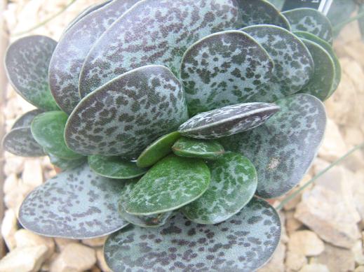 Adromischus maculatus 