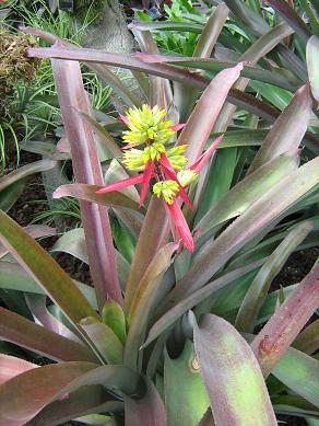 Aechmea aquilegia 