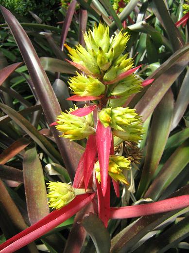 Aechmea aquilegia 