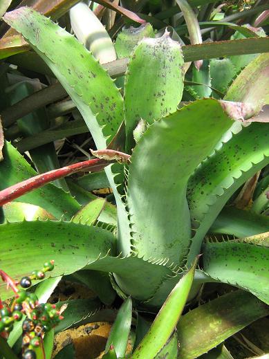 Aechmea bracteata 