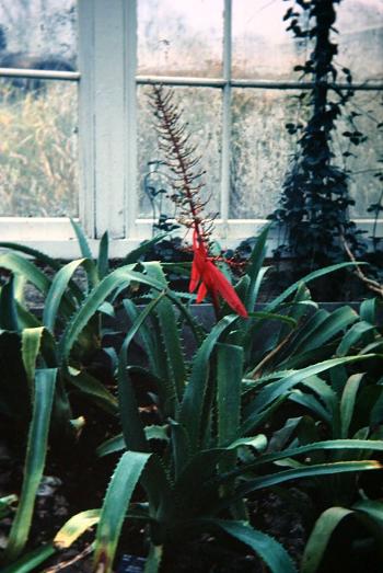 Aechmea bracteata 