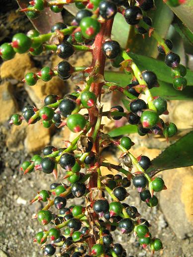 Aechmea bracteata 