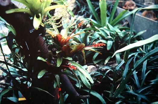 Aechmea capizabae 