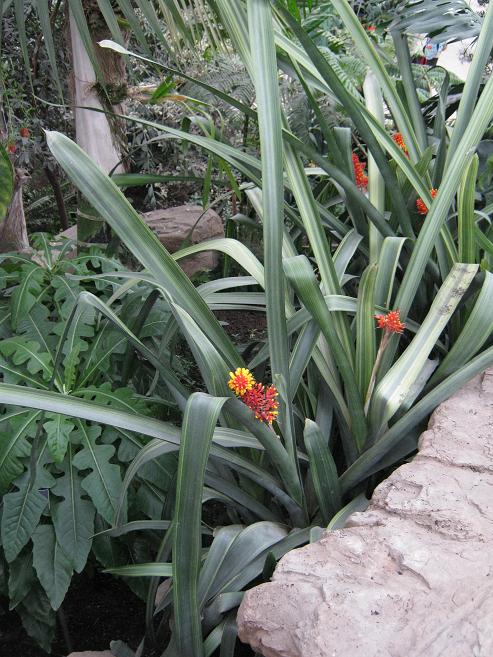 Aechmea caudata 'Variegata' 