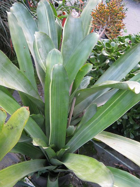 Aechmea caudata 'Variegata' 