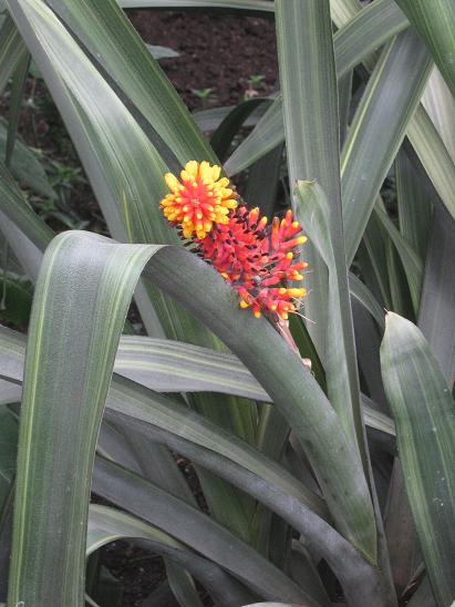 Aechmea caudata 'Variegata' 