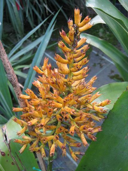 Aechmea caudata 'Variegata' 