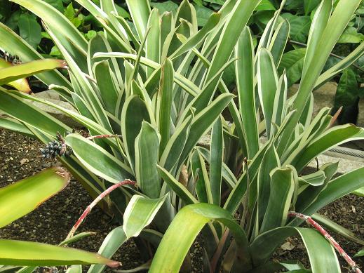 Aechmea coelestis 'Albomarginata' 