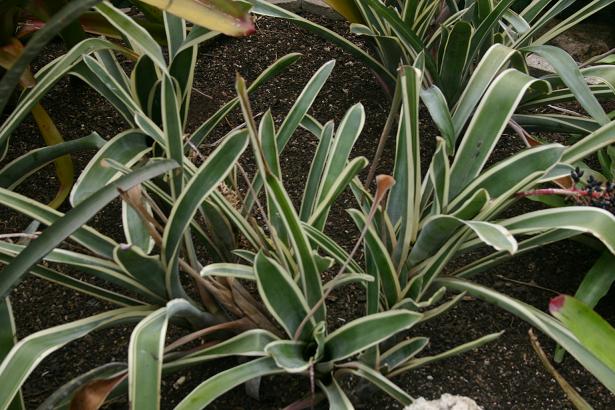 Aechmea coelestis 'Albomarginata' 