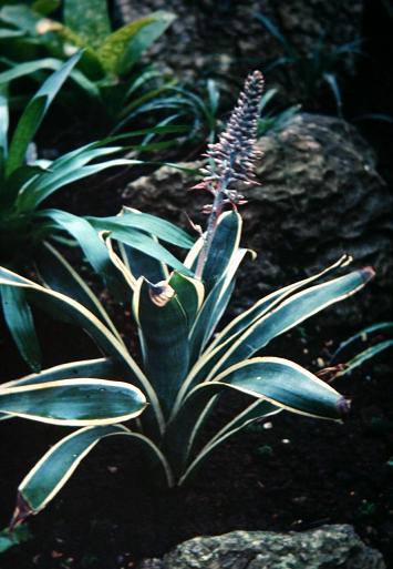 Aechmea coelestis 'Albomarginata' 