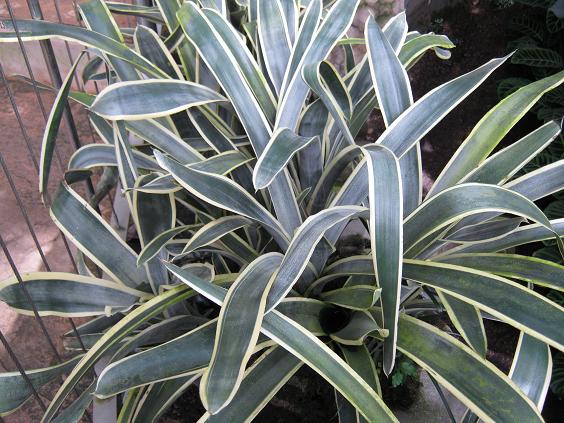 Aechmea coelestis 'Albomarginata' 