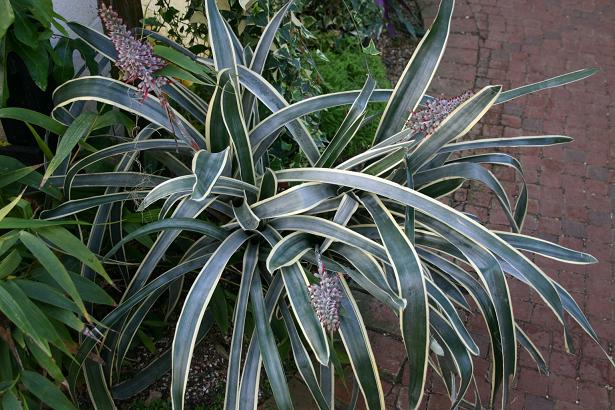 Aechmea coelestis 'Albomarginata' 