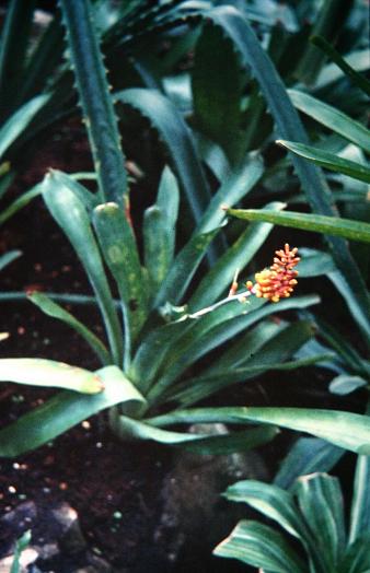 Aechmea curteszii 