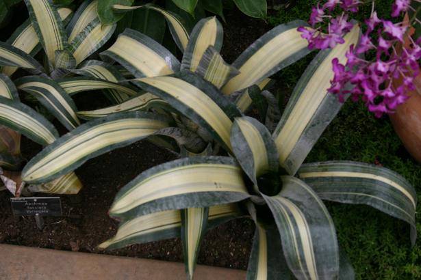 Aechmea fasciata 'Variegata' 