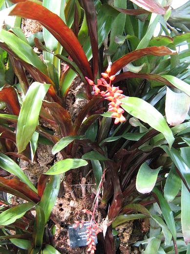 Aechmea fulgens var discolor 