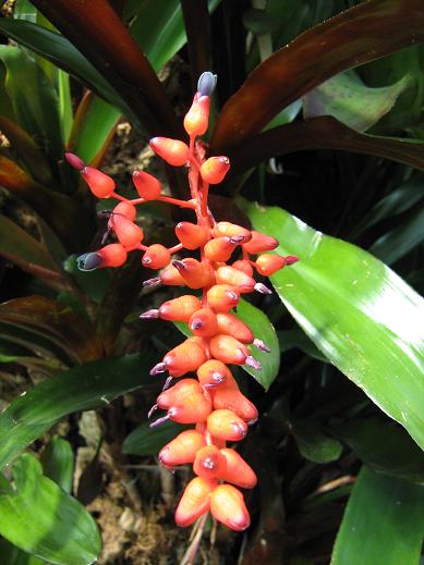 Aechmea fulgens var discolor 