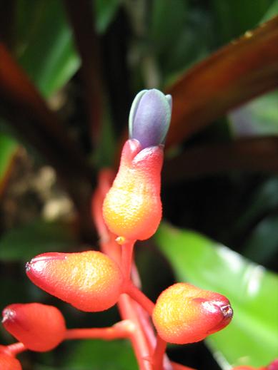 Aechmea fulgens var discolor 