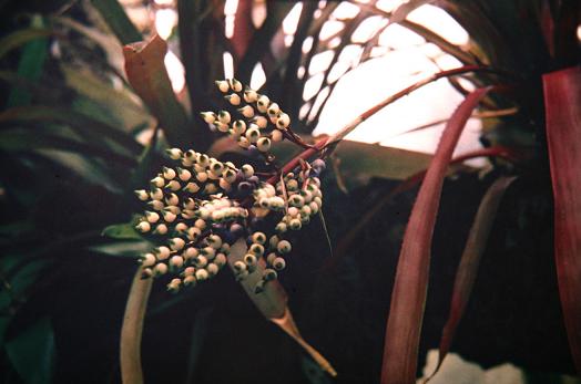 Aechmea pendulifolium 