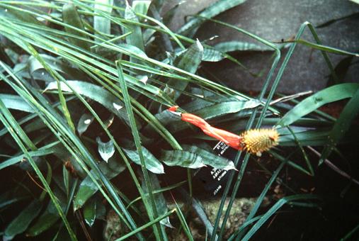 Aechmea pinelliana 