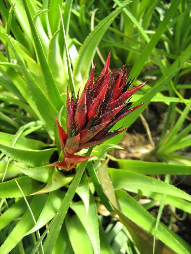 Aechmea recurvata ssp recurvata 