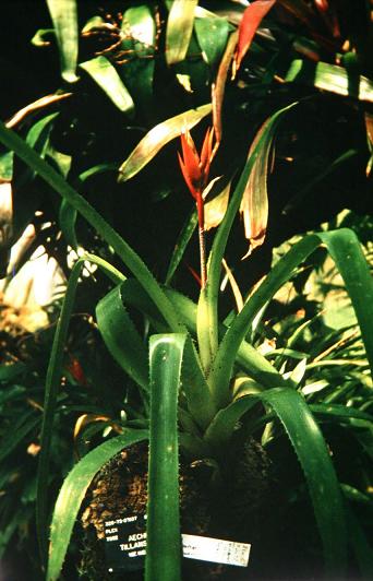 Aechmea tillandsoides 