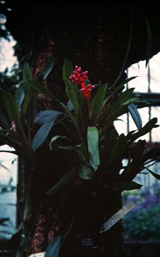 Aechmea weilbachii 'Leodiensis' 