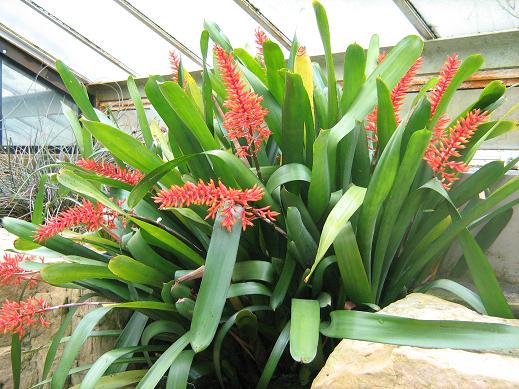 Aechmea winkleri 