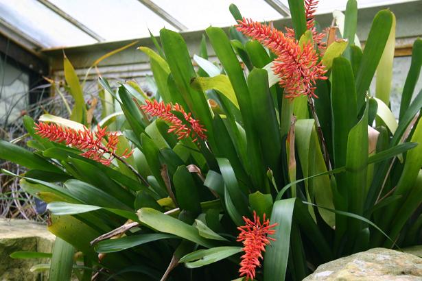 Aechmea winkleri 