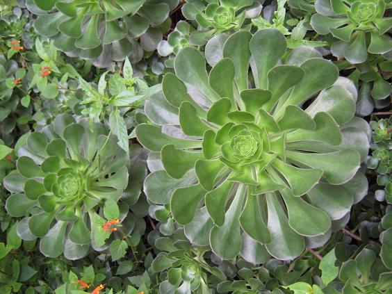 Aeonium arboreum 