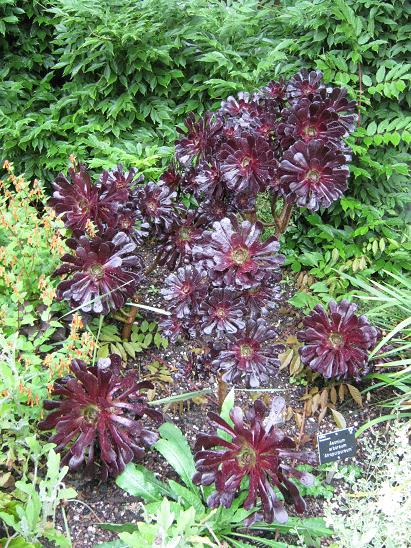 Aeonium arboreum 'Atropurpureum' 