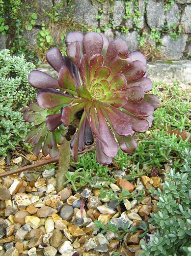 Aeonium arboreum 'Atropurpureum' 