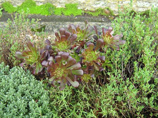 Aeonium arboreum 'Atropurpureum' 