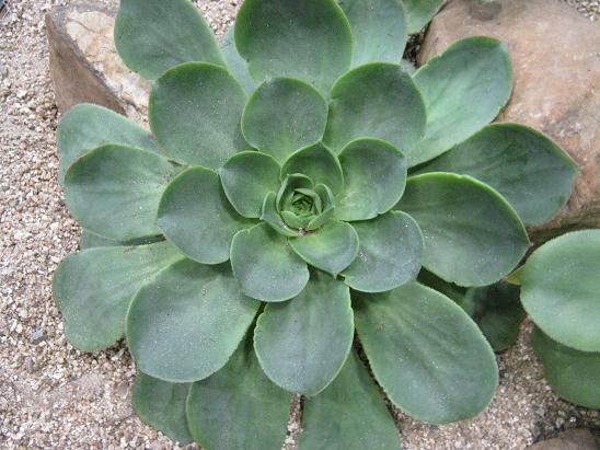 Aeonium hierrense 