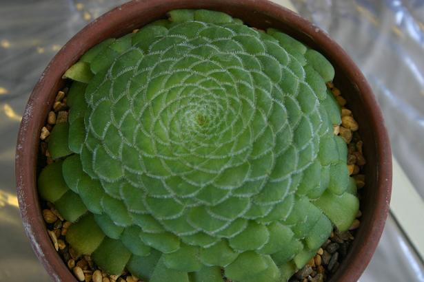 Aeonium tabulaeforme 