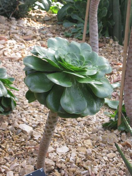 Aeonium undulatum 