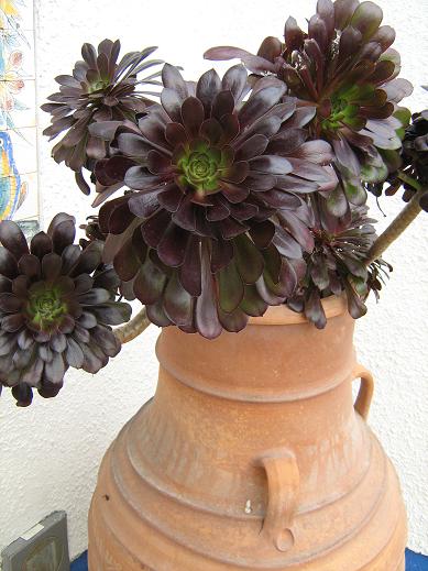 Aeonium 'Zwartkop' 