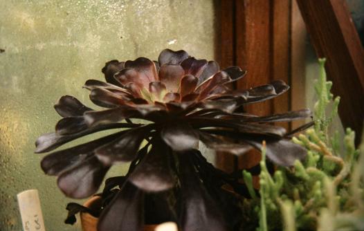 Aeonium 'Zwartkop' 