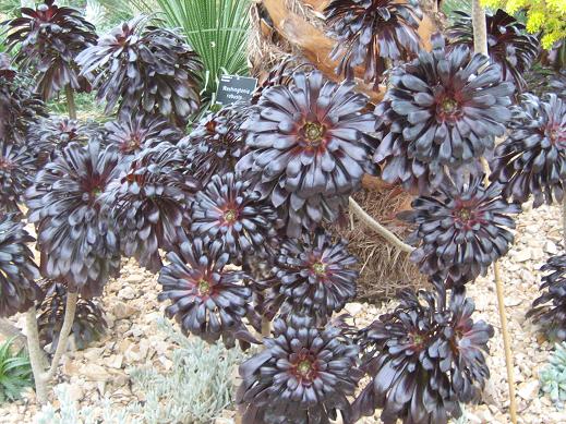 Aeonium 'Zwartkop' 