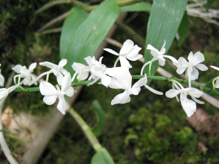 Aerangis citrata 