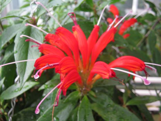 Aeschynanthus 'Hot Flash' 