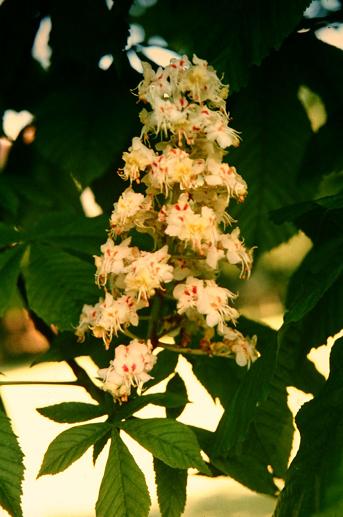 Aesculus hippocastanum 