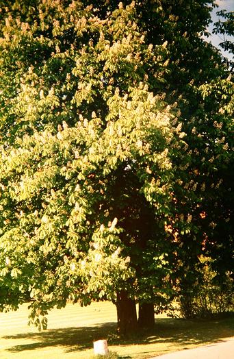 Aesculus hippocastanum 