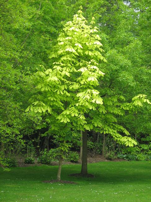 Aesculus hippocastanum 'Hampton Court Gold' 